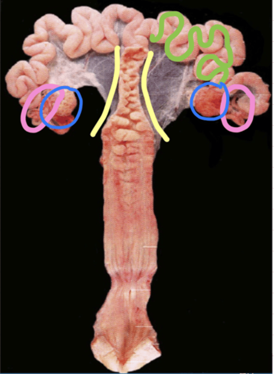 <p><span class="bgY">uterine neck (yellow)</span></p><p>unterine horns (green)</p><p><span class="bgB">ovaries (blue)</span></p><p><span class="bgP">oviduct (pink)</span></p>