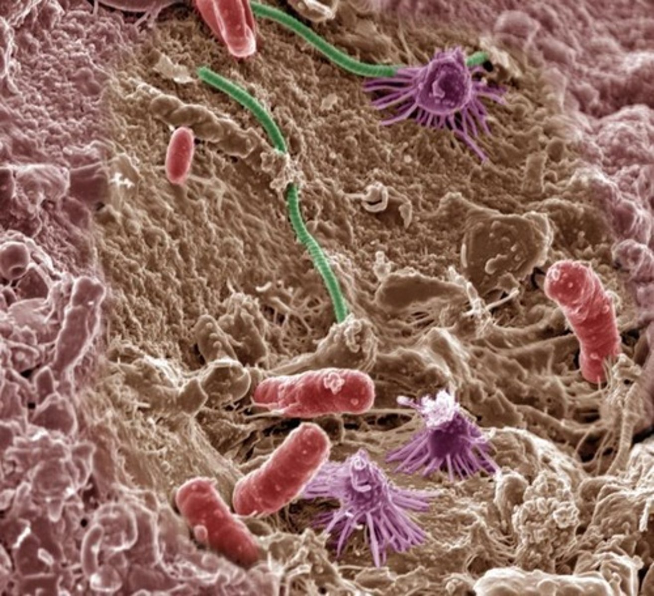 <p>Bacteria are unicellular organisms with prokaryotic cells.</p>