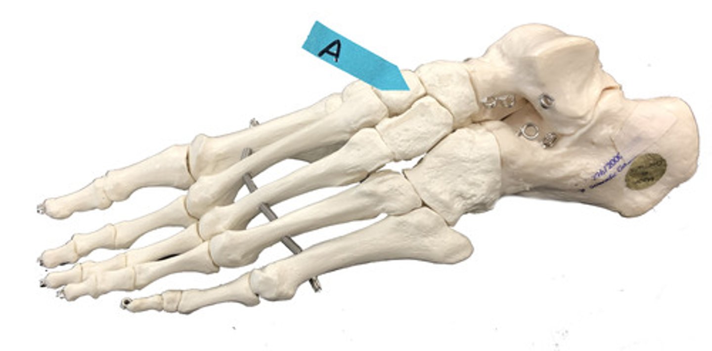 <p>Identify this group of bones.</p>