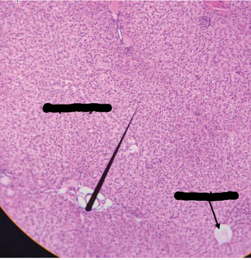 <p><span>Identification</span></p>