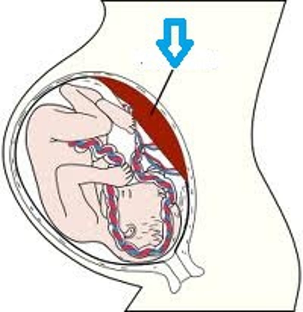 <p>structure provides oxygen and nutrients to the growing baby and removes waste products from the baby's blood</p>