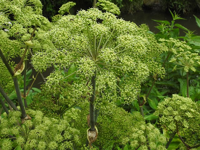 <p>ombellifères</p>
