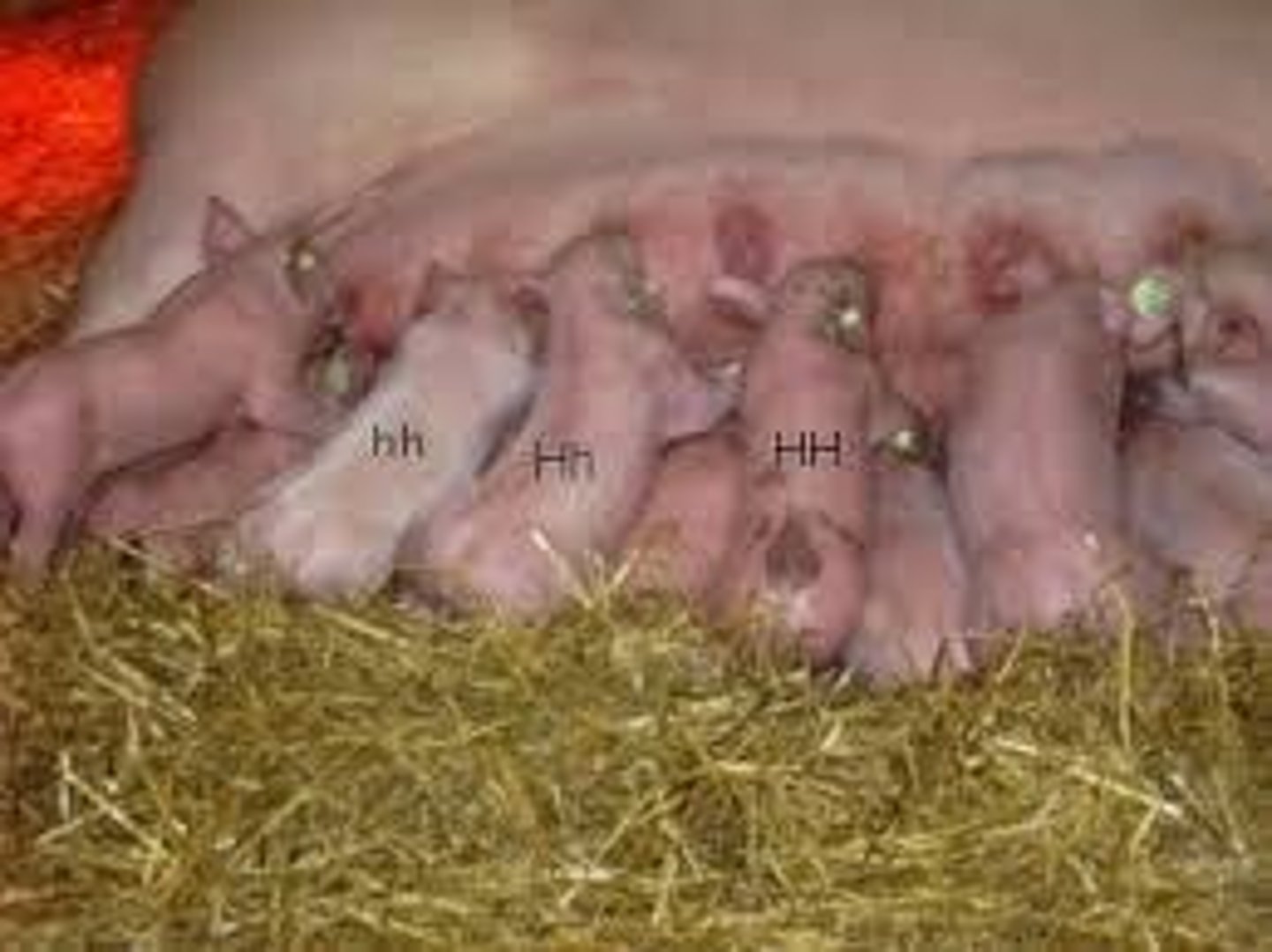 <p>Any change to a gene's DNA sequence; can be positive, negative, or neutral.</p>