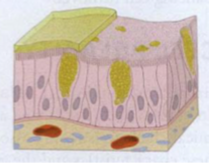 <p>Pseudostatified, <br>Ligner flere lag, men er teroretisk 1 da det er høje cellekerner der alle når ned til basalmembranen.</p>
