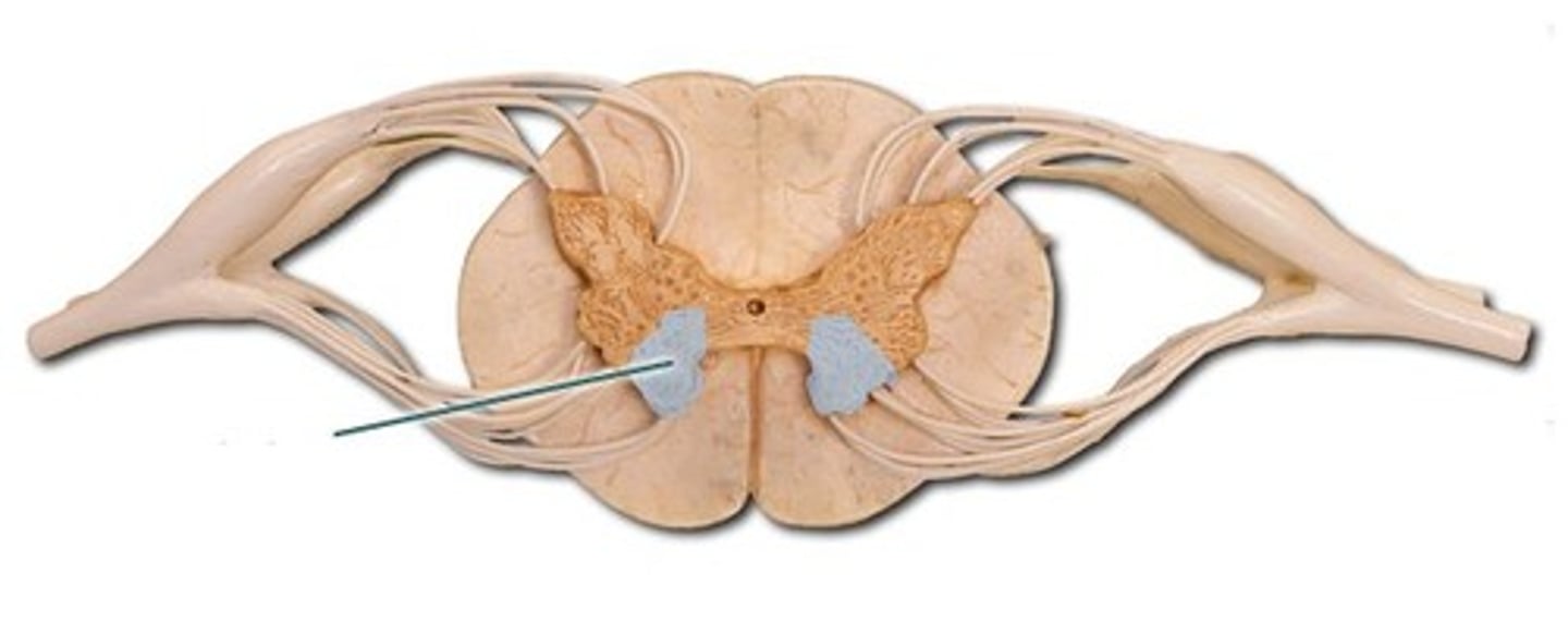 <p>cell bodies (motor nuclei) of somatic motor neurons</p>