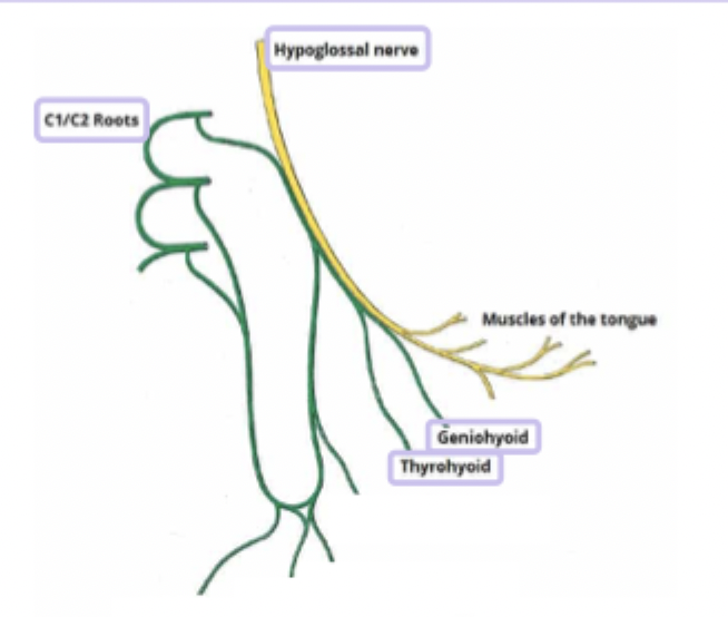 <p>C1 travels alongside hypoglossal nerve in the same sheathe and splits off to innervate geniohyoid and thyrohyoid</p>