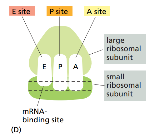 <p>4 binding sites : </p><ol><li><p>For mRNA.</p></li><li><p>A site : Site for the new tRNA.</p></li><li><p>P site : Site for the previous tRNA.</p></li><li><p>E site : Site where previous tRNA exits.</p></li></ol><p></p>
