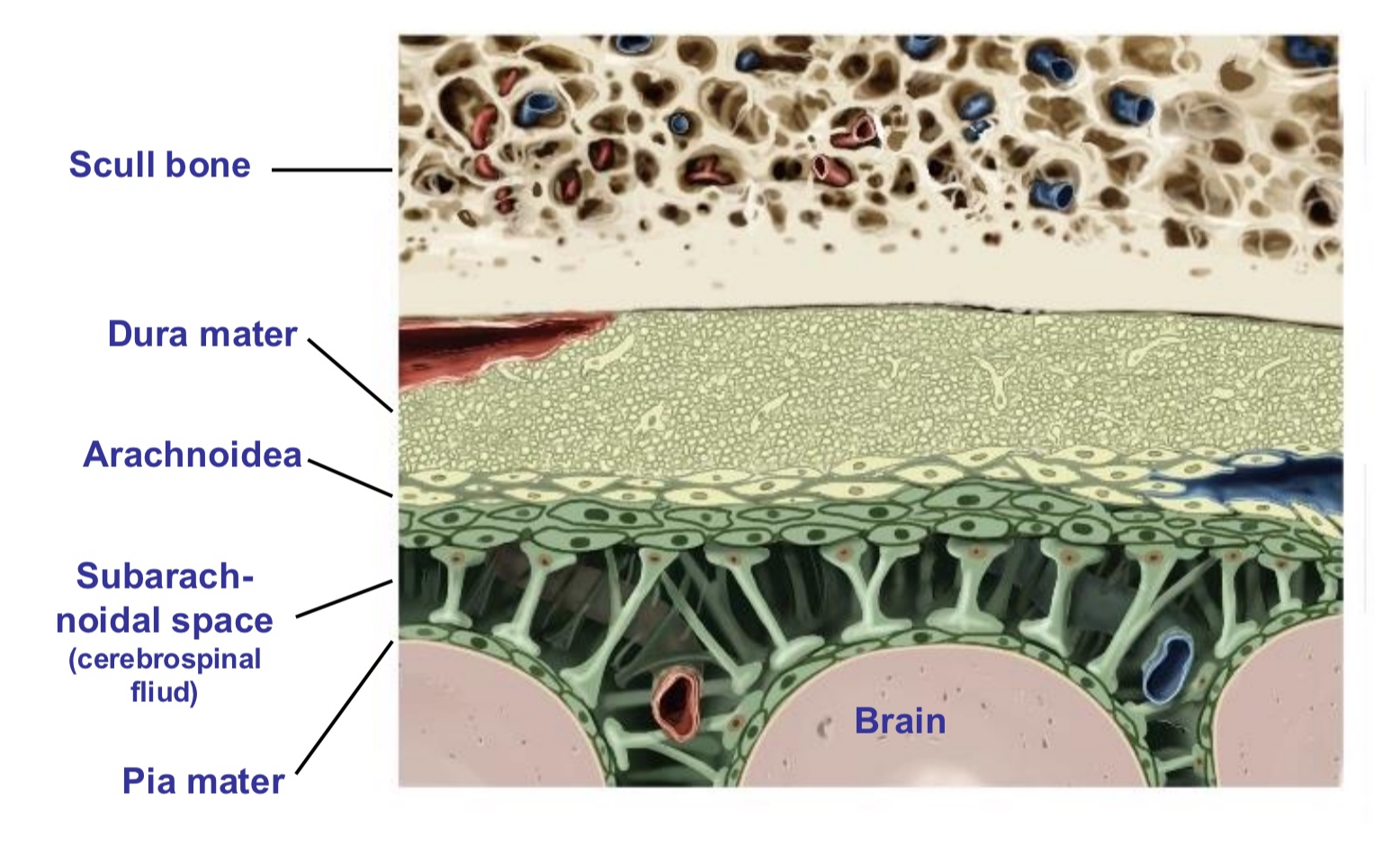 <ol><li><p>Scull bone</p></li><li><p>Dura mater</p></li><li><p>Arachnoidea</p></li><li><p>Subarachnoidal space </p><ul><li><p>Below arachnoidea</p></li><li><p>Filled with cerebrospinal fluid</p></li></ul></li><li><p>Pia mater </p></li></ol><p></p>