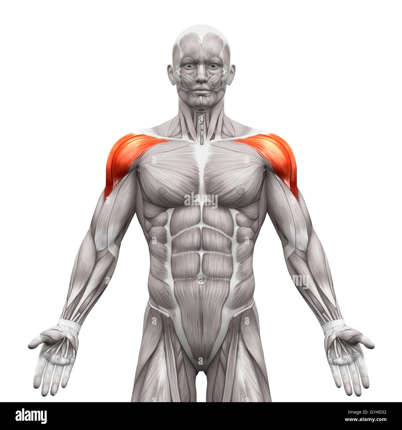 <p><span>Abducts, flexes, and extends arm.</span></p>
