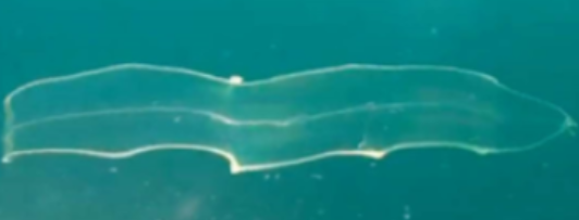 <p>crypsis→ camouflage, transparency, nocturnality, subterranean living (underground)</p>