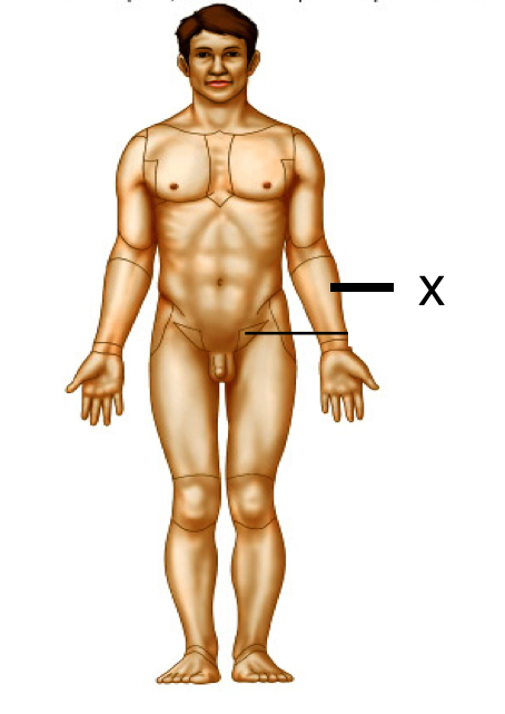 <p>Identify the body part</p>