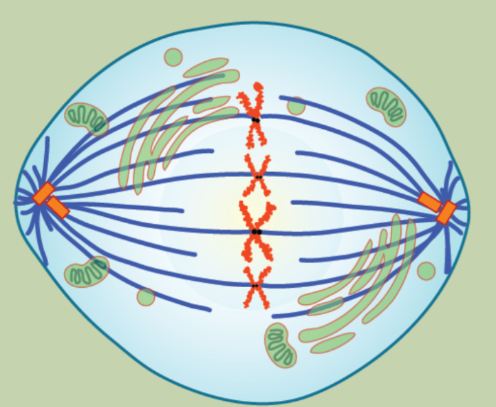 <p>Mitosis spindle is fully developed and teh Centrosomes are at opposites poles of the cell</p><p>Chromosomes are lined up at the metaphase plate</p><p>Each sister chromatids is attached to a spindle fiber</p>