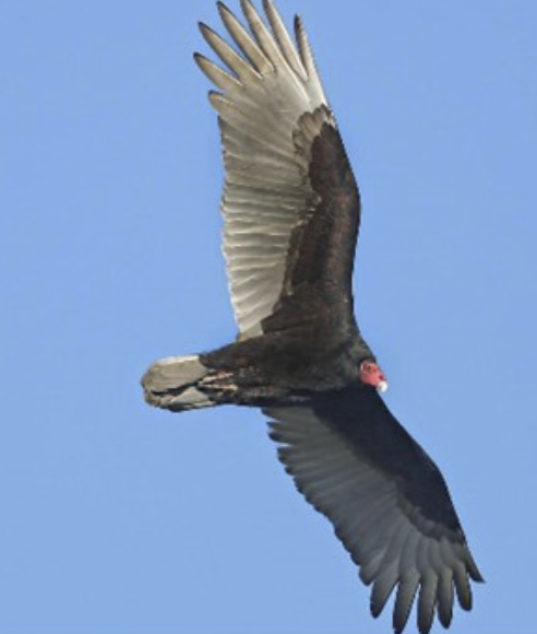 <ul><li><p>excellent sense of smell</p></li><li><p>ID by flight:</p><ul><li><p>never flap wings</p></li><li><p>wings in a raised V</p></li><li><p>tilt slightly from side to side as they glide</p></li></ul></li></ul><p></p>