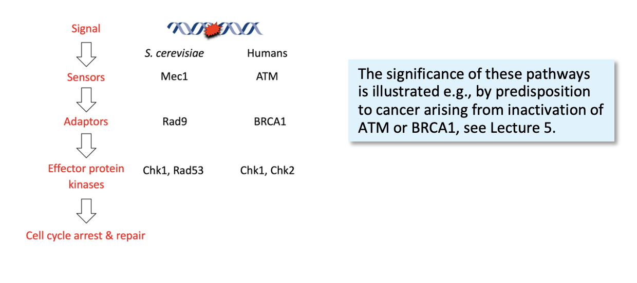 <p>Their significant is shown</p><ul><li><p>by the predisposition to cancer</p></li><li><p>arising from inactivation of ATM or BRCA1</p></li></ul><p></p>