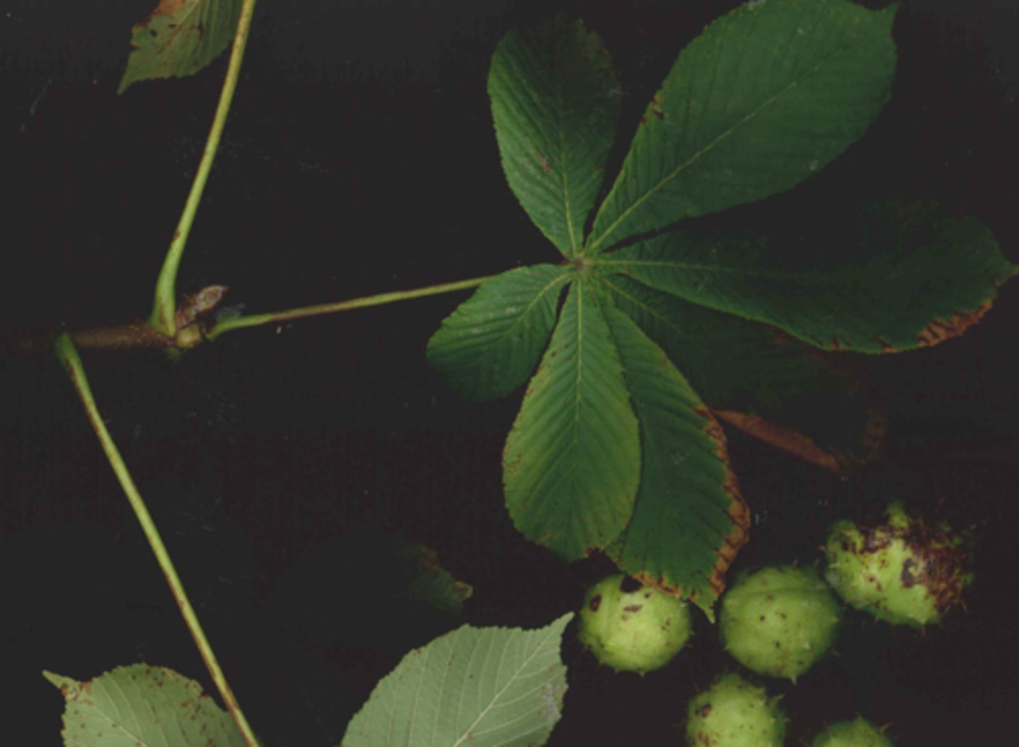 <p>sticky bud, prickly husk fruit</p>