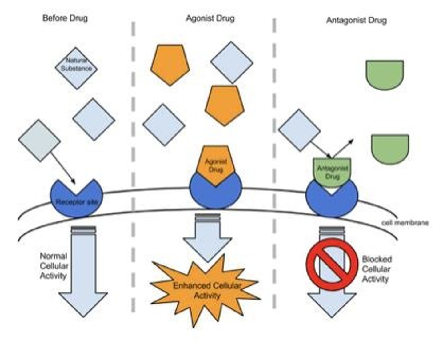 <p>A substance that binds to a receptor and activates it, producing a biological response similar to the natural neurotransmitter</p>