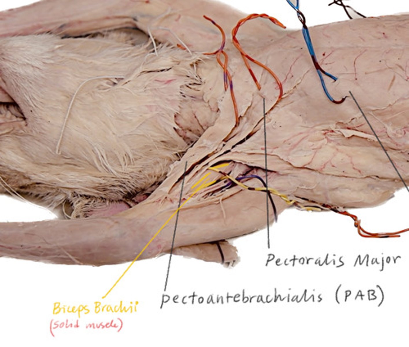 <p>connects the chest to the upper arm area</p>