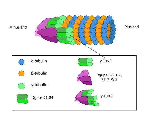 <p>Tubulin dimers(joined alpha and beta), make up structure. The plus end of the structure is able to gain and lose tubulin more quickly than the other end.</p>