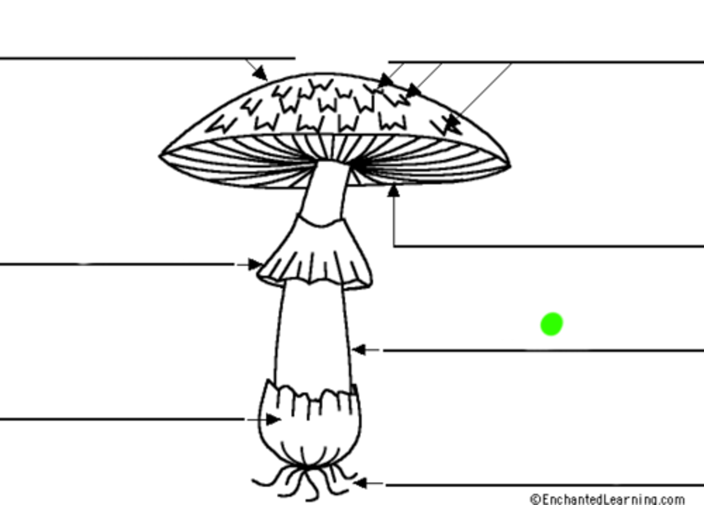 <p>A stalk-like structure that supports the cap or fruiting body of some fungi, such as mushrooms, often extending from the substrate or the center of the ascocarp.</p>