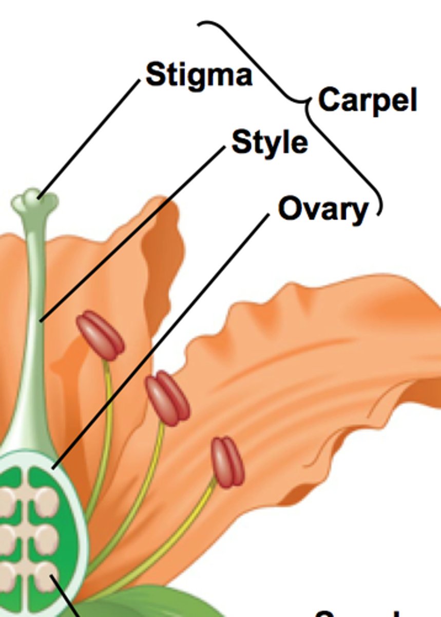 <p>Female part of the flower</p>