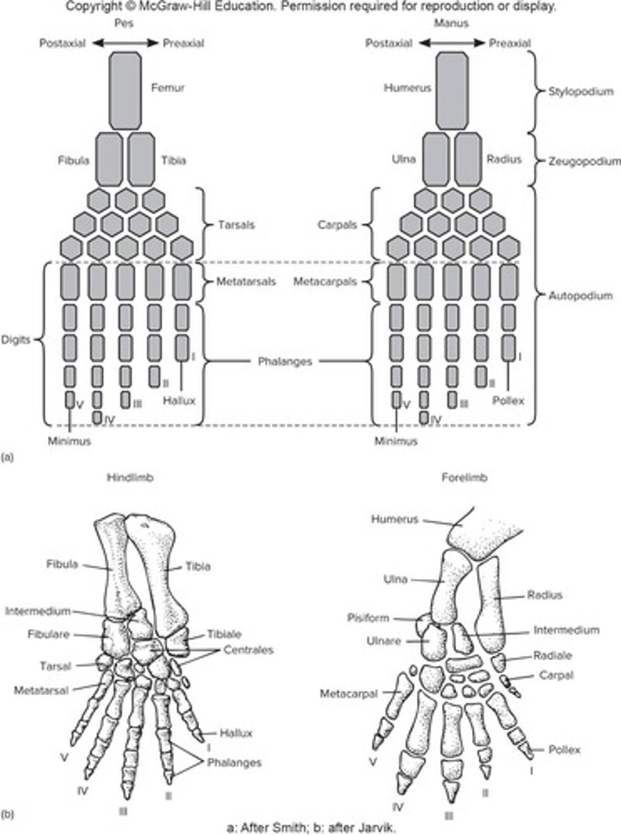 <p>Stylopodium develops first, then branches into pre-axial and post-axial elements, followed by the autopodium.</p>