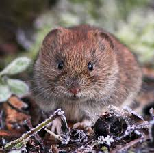 <p>New world voles, mice</p><ul><li><p><span style="background-color: transparent;"><span>Highly variable synapomorphies.&nbsp;</span></span></p></li><li><p><span style="background-color: transparent;"><span>Super diverse, 145 genera with 792 species</span></span></p></li><li><p><span style="background-color: transparent;"><span>Found in all habitats with most feeding types. 50 are endangered</span></span></p></li><li><p><span style="background-color: transparent;"><span>Many are pests, some are ecosystem service, pet trade, food source. Reservoirs for disease</span></span></p></li></ul><p></p>