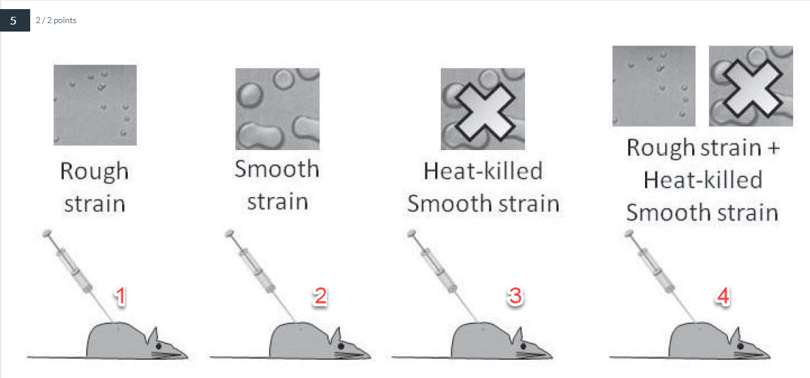 <p>Which experimental setup(s) killed the mouse? <em>Select all that apply.</em></p>