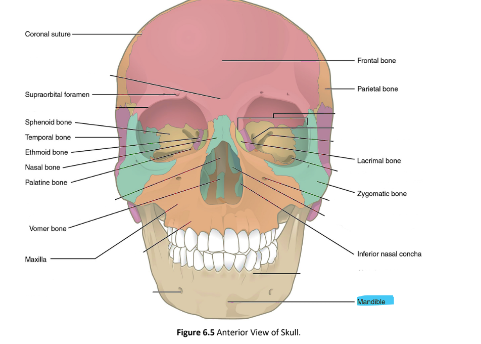 <p>mandible</p>