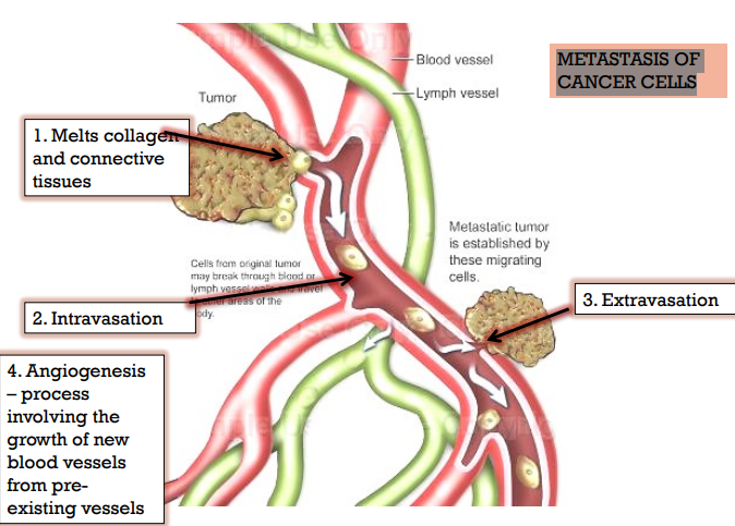 <p>Melts the collagen and connective tissues</p><p>Capable of intravasation</p><p>Capable of extravasation</p><p>Capable of angiogenesis</p>