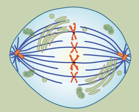 <ul><li><p>chromosomes line up along metaphase plate</p></li><li><p>sister chromatids remain attached by cohesion proteins</p></li></ul><p></p>