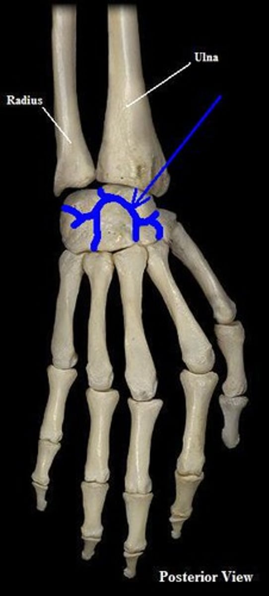 <p>the carpal bones in each individual row</p><ul><li><p>the shape of these joints are irregular</p></li></ul><p></p>