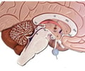 <p>also called the hypophysis; located in the sella turcica of the sphenoid bone; connected to the hypothalamus via the infundibulum; consists of two lobes</p>