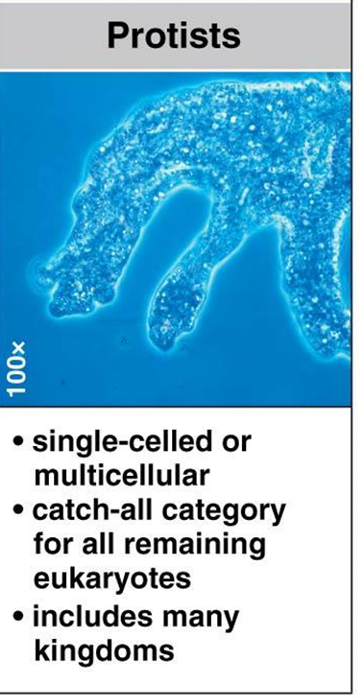 <ul><li><p>single-celled or multicellular </p></li><li><p>catch-all category for all remaining eukaryotes</p></li><li><p>includes many kingdoms </p></li></ul><p></p>
