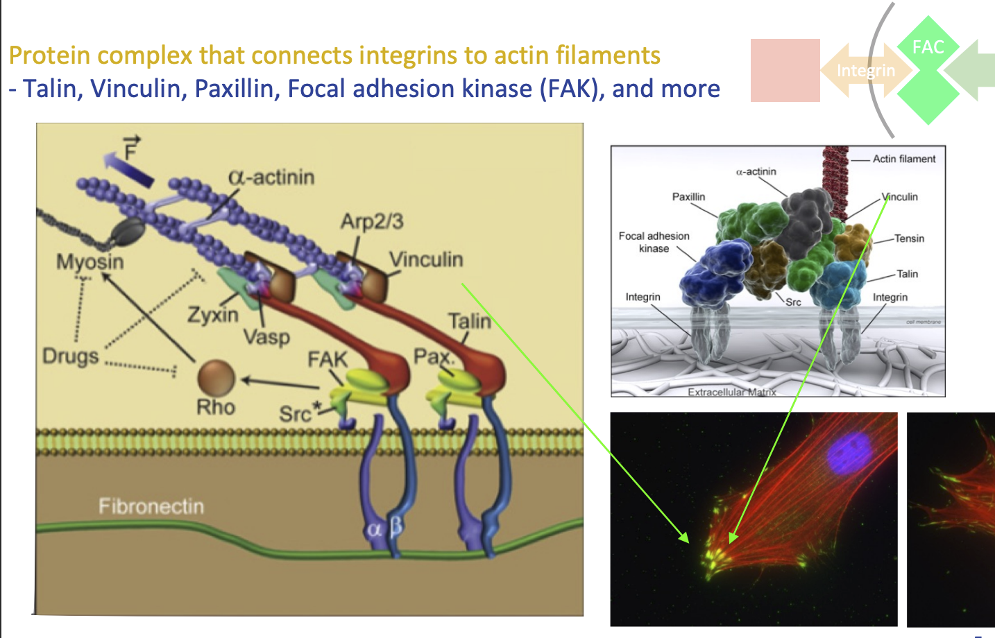 <p>Protein complex that connects integrins to actin filaments</p><p>FAC proteins:</p><ul><li><p>Talin</p></li><li><p>Vinculin</p></li><li><p>Paxillin</p></li><li><p>Focal adhesion kinase (FAK), and more</p></li></ul><p></p>