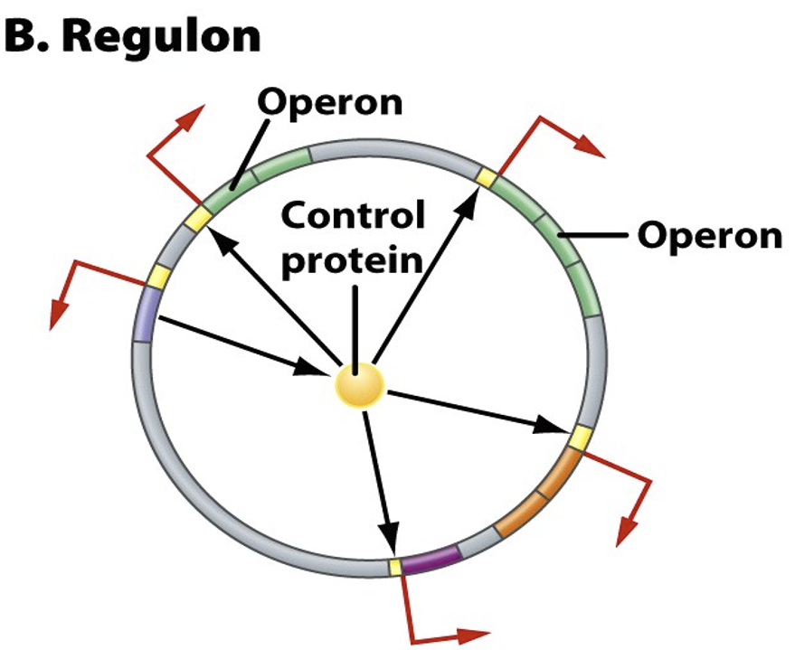 <p>In chromosomes, formed of operons + genes. Controlled by a common regulatory protein. </p>