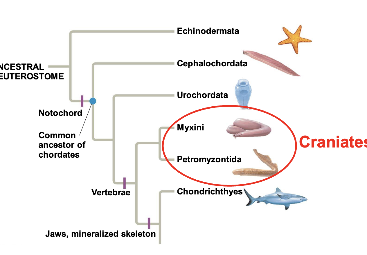 <p>Chordates that have a head </p>