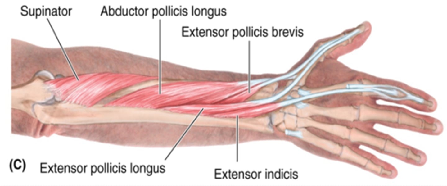 <p>-Extends 1st digit (thumb)</p><p>-Radial n. (C5 - T1)</p><p>-Distal and medial to APL</p>
