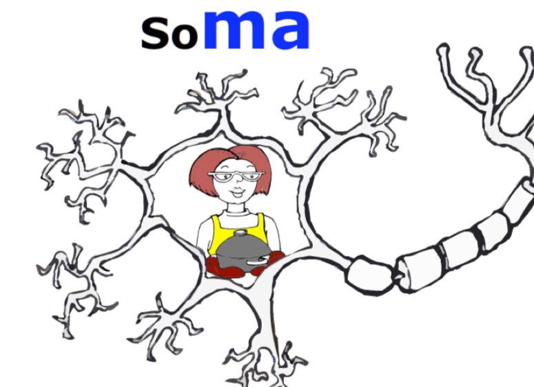 <p>the cell body of the neuron...</p><p>Use “ma” or “someone’s ma” as your mnemonic. Picture your mother inside the cell body.</p>