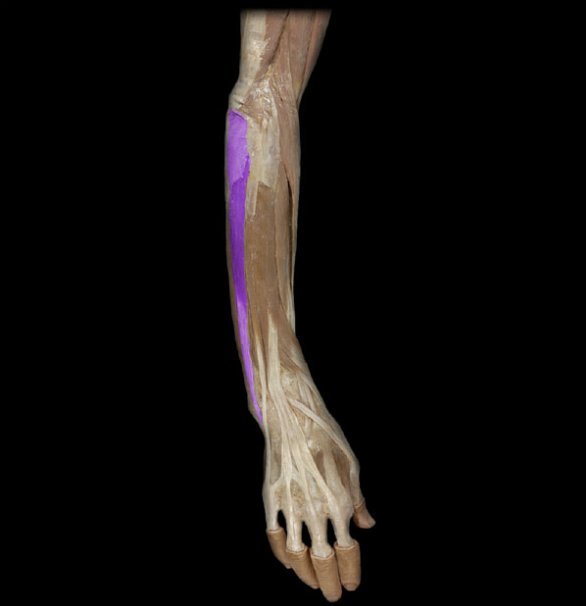 <p>posterior and medial on the forearm, extension &amp; adduction @ wrist</p>