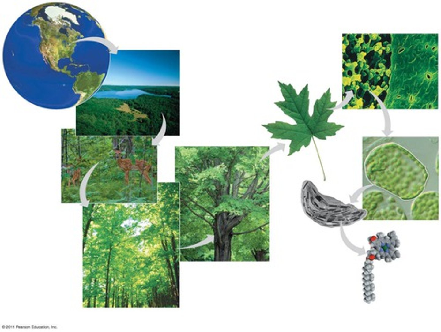 <p>1. Biosphere</p><p>2. Ecosystem</p><p>3. Communities</p><p>4. Populations</p><p>5. Organisms</p><p>6. Organs and Organ Systems</p><p>7. Tissues</p><p>8. Cells</p><p>9. Organelles</p><p>10. Molecules</p>