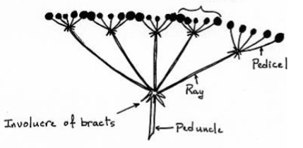 <p>identify the inflorescence</p>