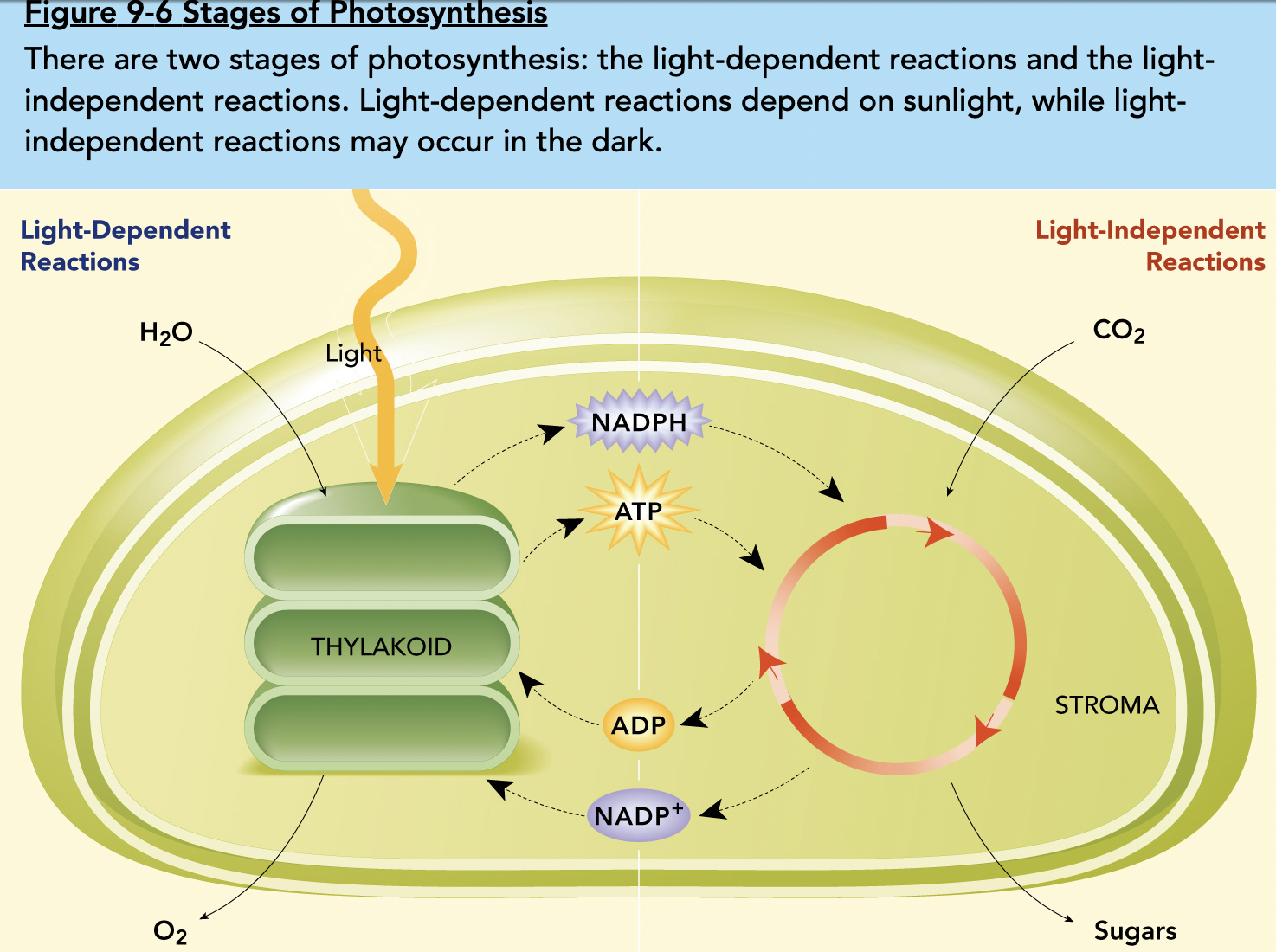 light-dependent and light-independent reactions have  an interdependent relationship
