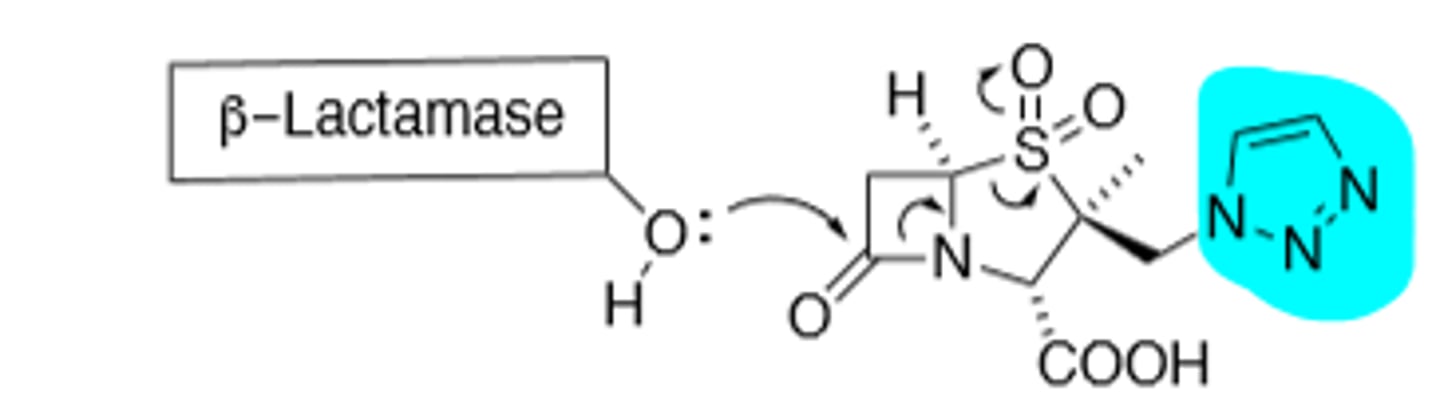 <p>B-lactamase inhibitor</p>