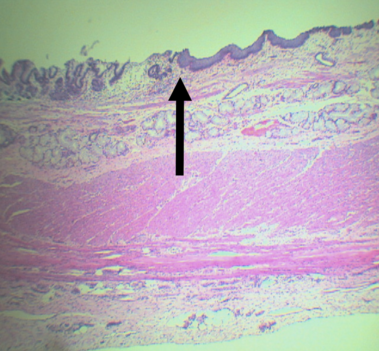 <p>Identify the structure</p>