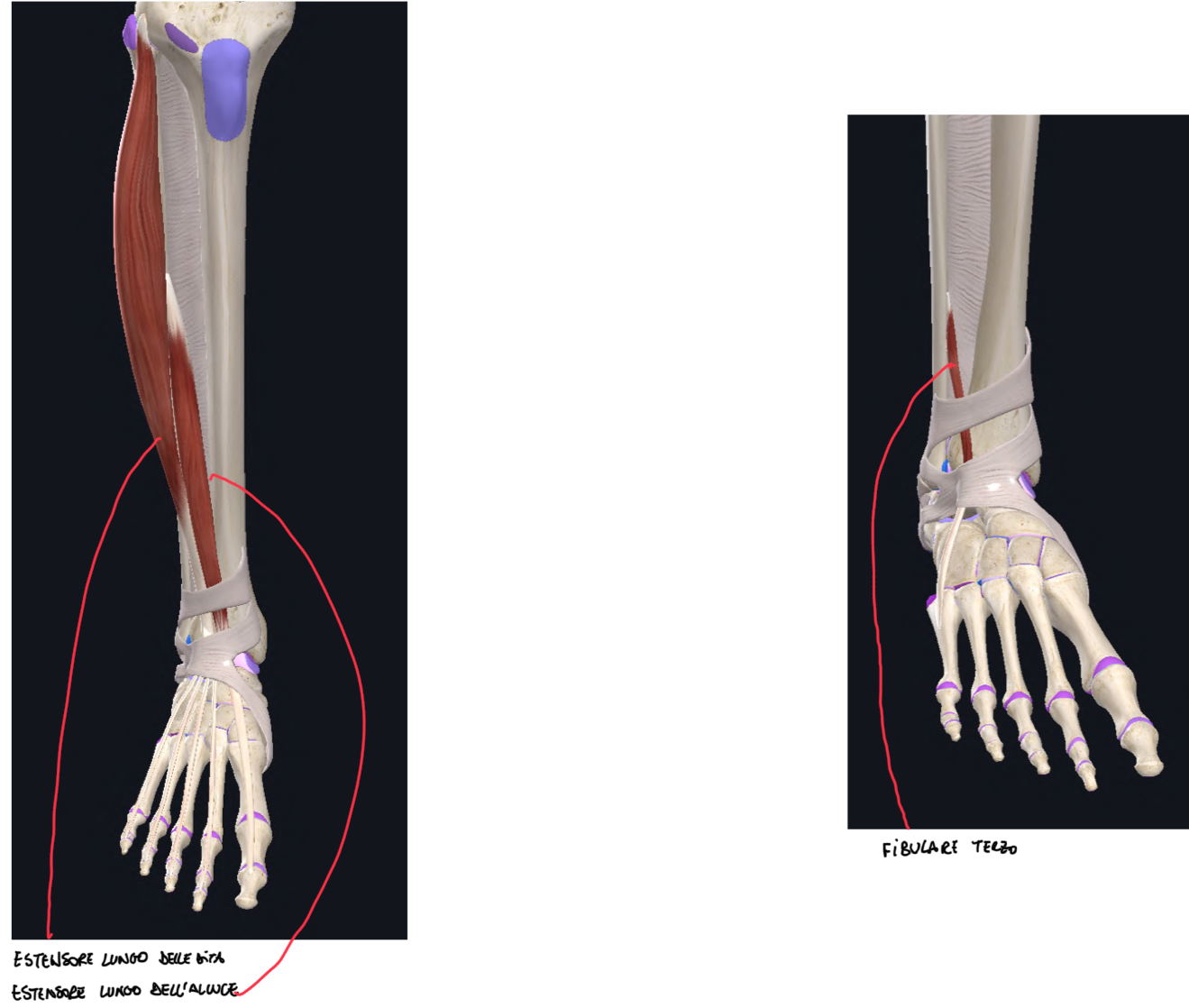 <p>Muscolo estensore lungo delle dita:</p><ul><li><p>Origine → condilo laterale tibia, fibula, membrana interossea</p></li><li><p>Inserzione → falangi distali 2-3-4-5 dita</p></li></ul><p>Muscolo estensore lungo dell’alluce:</p><ul><li><p>Origine → margine anteriore fibula e membrana interossea</p></li><li><p>Inserzione → falange distale alluce</p></li></ul><p>Muscolo FIbulare Terzo:</p><ul><li><p>Origine → superficie anteriore fibula e membrana interossea</p></li><li><p>Inserzione → tuberosità 5 metatarso</p></li><li><p>Funzione → anche eversione del piede</p></li></ul><p></p>