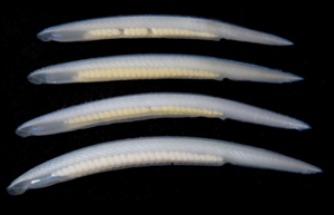 <p>Phylum Chordata, Subphylum Cephalochordata</p>