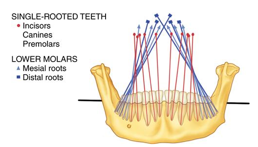 <ul><li><p>Crowns tipped lingually</p></li><li><p>Roots tipped laterally → towards the tongue </p></li></ul><p><em>*note that teeth are not straight up and down</em></p><p></p>