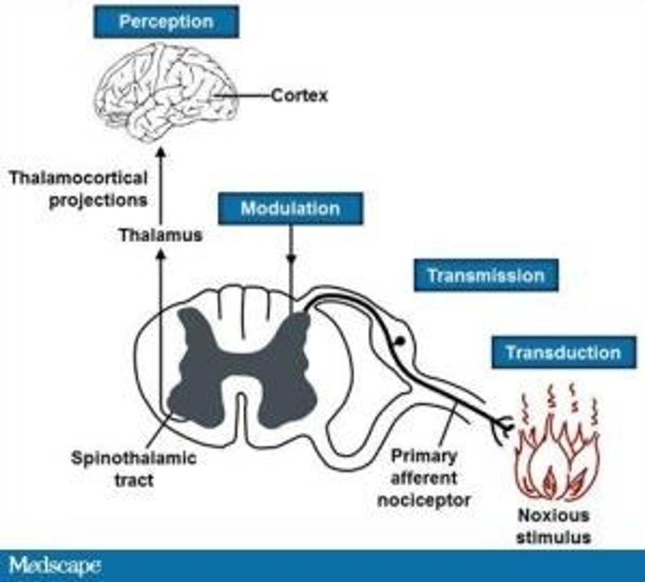 <p>2nd order neuron synapses with 3rd order neuron in the thalamus</p><p>-> relays information to cortex for perception of location and nature of the pain</p>