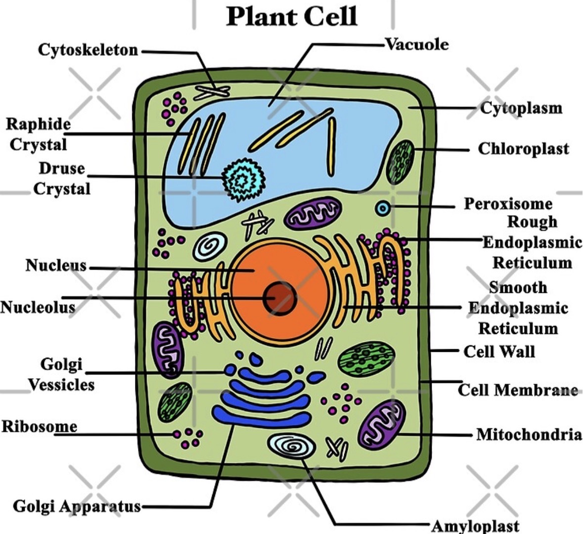 knowt flashcard image