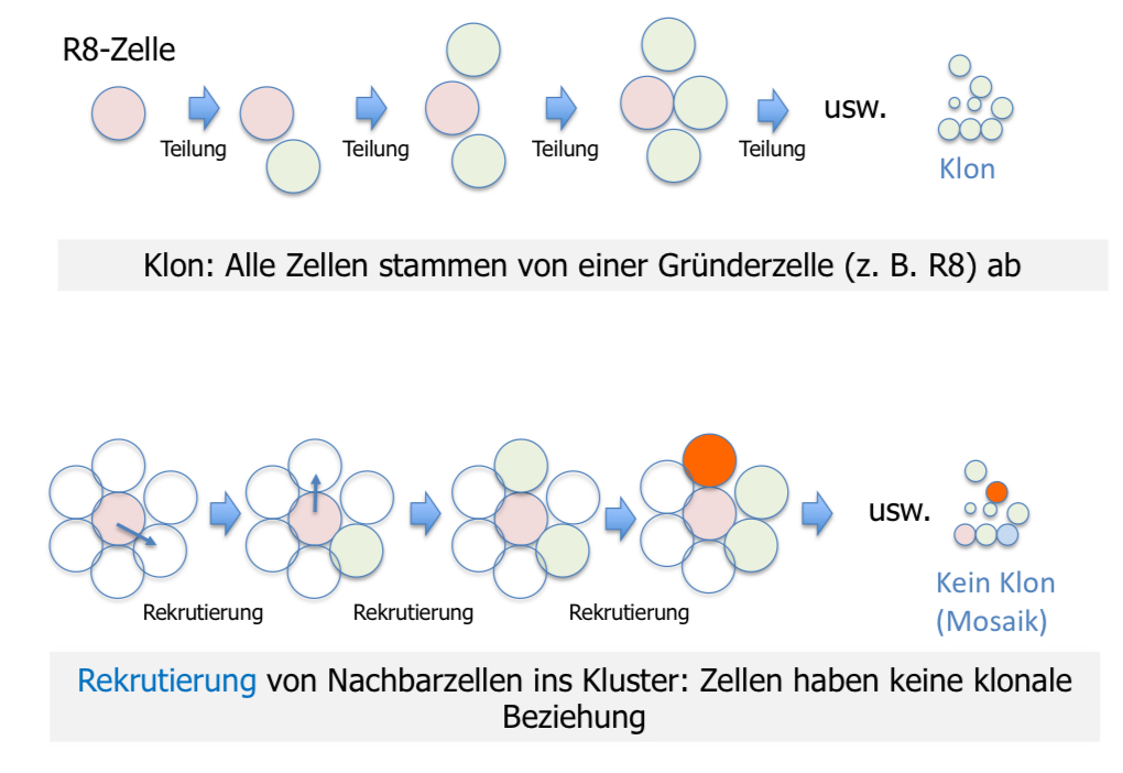 <ul><li><p>2 Möglichkeiten (siehe Bild)</p></li><li><p>markieren der R8 Zelle: bei Klon: Markierung würde an alle nachkommen vererbt werden; be Rekruitierung: Markierung nicht in allen Nachkommen (→Mosaik)</p></li><li><p>Markierung von Zellklonen durch klonale Analyse: Verlust des w-Gens (WT rote Augenfarbe, Verlust weiß)</p></li><li><p>Zellen des Klusters haben <span style="color: purple">keine</span> Klonale Beziehung; müssen also durch Zell-Zell-Kommuniktion rekruitiert werden → an Klongrenzen gibt es gemischte Ommatidien</p></li></ul>